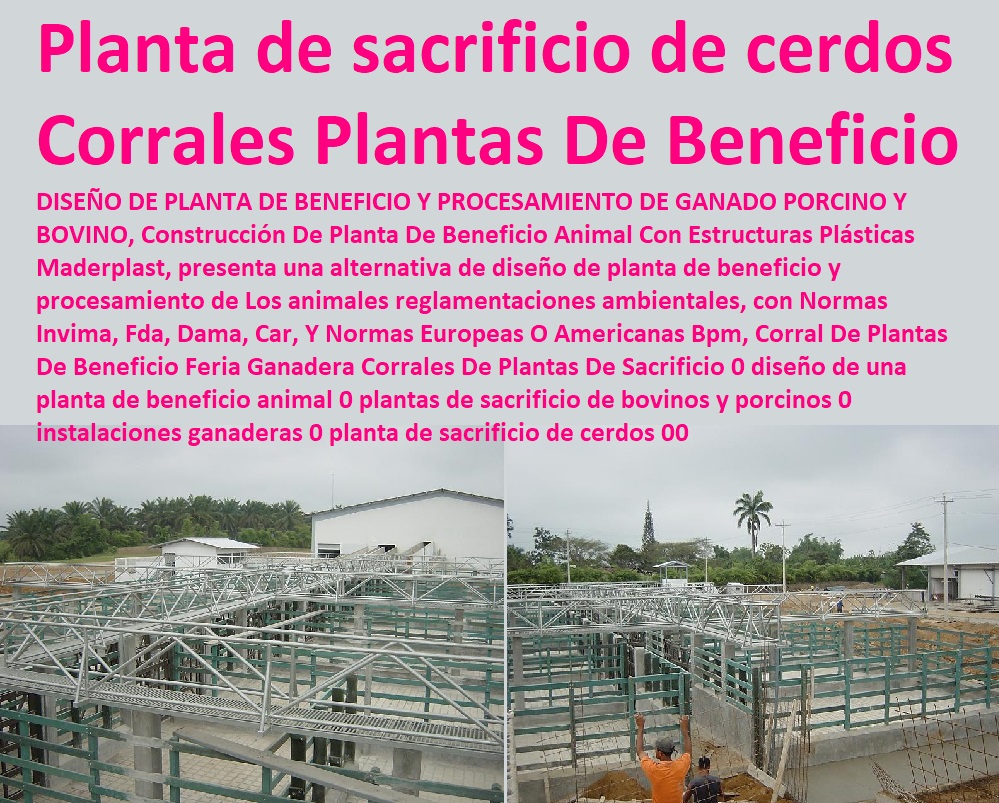 Corral De Plantas De Beneficio Feria Ganadera Corrales De Plantas De Sacrificio 0 diseño de una planta de beneficio animal 0 plantas de sacrificio de bovinos y porcinos 0 instalaciones ganaderas 0 planta de sacrificio de cerdos 00 Corral De Plantas De Beneficio Feria Ganadera Corrales De Plantas De Sacrificio 0 diseño de una planta de beneficio animal 0 Baules De Madera Plástica Maderplast 0, cajas organizadoras plasticas grandes 0, cajas organizadoras en tela 0, venta de baúles 0, cajas plasticas organizadoras plantas de sacrificio de bovinos y porcinos 0 instalaciones ganaderas 0 planta de sacrificio de cerdos 00